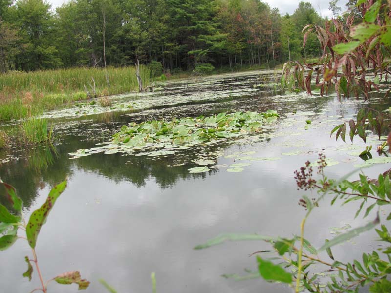 Spatterdock Water Lily Emergent Wetland Summary Pennsylvania Natural Heritage Program 1445